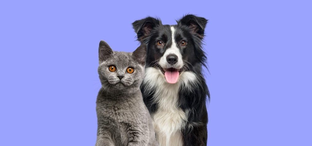 british-shorthair-cat-kitten-border-collie-dog-with-happy-expression-together-blue-background-banner-framed-looking-camera_191971-28729