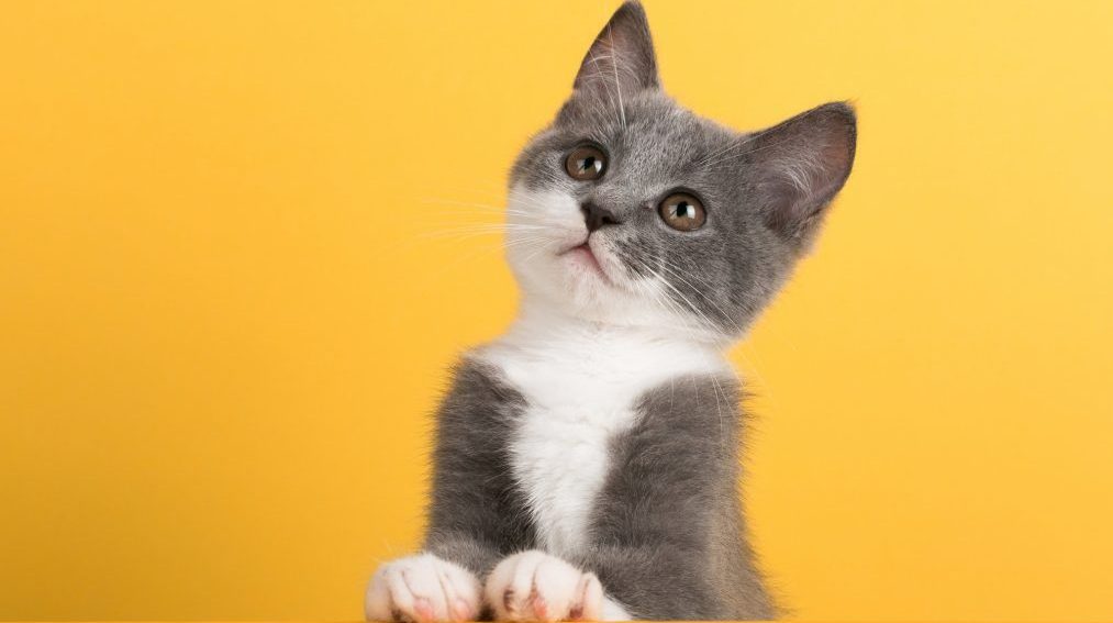 cute-little-gray-cat-yellow-looks-plays-buisiness-copyspace_89381-2435